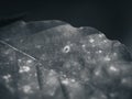 Grayscale closeup of a leaf with white glowing spots.