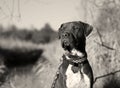 Grayscale closeup of a scary brown Pit Bull wearing a chain collar and staring into distance