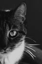 Grayscale closeup shot of a cat with a blurred background