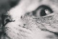 Grayscale closeup shot of a cat eye and snout