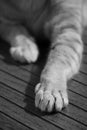 Grayscale closeup shot of a cat& x27;s paws on a wooden floor.