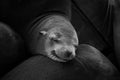 Grayscale closeup shot of a cute sleeping seal
