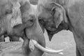 Grayscale closeup shot of elephants eating dry grasses