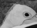 Grayscale closeup shot of the eye of a pelican on blurred background Royalty Free Stock Photo