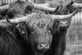 Grayscale closeup shot of a herd of cute furry highland cattle in nature