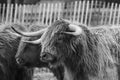 Grayscale closeup shot of a herd of cute furry highland cattle in nature