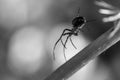 Grayscale closeup shot of a Pholcidae spider on the flower stem