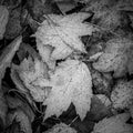 Grayscale closeup shot of a pile of autumn leaves