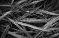 Grayscale closeup shot of rain droplets on grass blades Royalty Free Stock Photo