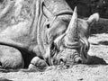 Grayscale closeup of a White rhinoceros, Ceratotherium simum lying on the ground Royalty Free Stock Photo