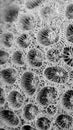 Grayscale of a coral. Marine life. Geometric patterns of nature and life.