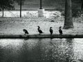 Grayscale of cormorant birds standing on the shore of a lake in a park