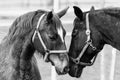 Grayscale of a couple of horses with bridles against a blurred background Royalty Free Stock Photo
