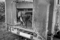 Grayscale of a cute wet hunting dog in a car Royalty Free Stock Photo