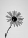 Grayscale of daisy flower with free space for text