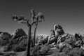 Grayscale of a deserted land with yucca trees