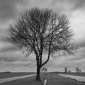Grayscale of dry leafless branches of a tree in the middle of two parallel paths on a cloudy day Royalty Free Stock Photo