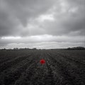 Grayscale field with a red poppy Royalty Free Stock Photo