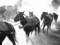 Grayscale of a group of horses running on a foggy road