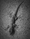 Herpetophobia crawling on sand wall texture