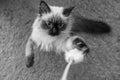 Grayscale high angle shot of a Birman breed cat trying to catch a toy