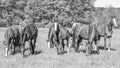 Grayscale of a horse herd grazing on a pasture Royalty Free Stock Photo