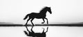 Grayscale hues capture the reflection of a rearing horse on water during the twilight hours Royalty Free Stock Photo