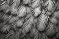 grayscale image of a cluster of tiny down feathers