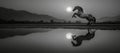 The grayscale image depicts a rearing horse reflected in water at twilight Royalty Free Stock Photo