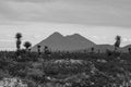 Grayscale of a landscape with giant Spanish daggers and tall mountains on the horizon