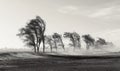 Windblown Trees in a Barren Landscape Royalty Free Stock Photo