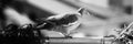 Grayscale panoramic shot of a pigeon