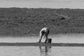 Grayscale of a person harvesting shelfish during winter only possible in low tide