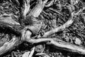 Grayscale picture of wooden branches on the rocks