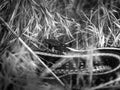 Grayscale of a plains garter snake in the grass Royalty Free Stock Photo