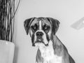 Grayscale portrait of a Boxer dog with sad eyes Royalty Free Stock Photo