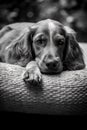 Grayscale portrait of an English Cocker Spaniel resting on a pillow. AI-generated.