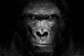 Grayscale portrait of a gorilla monkey with angry glance Royalty Free Stock Photo