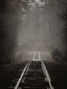 Grayscale of a railway in a foggy forest