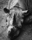 Grayscale of a Rhinoceros lying on the ground Royalty Free Stock Photo