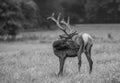 Grayscale of a Roosevelt elk (Cervus canadensis roosevelti) standing in a green meadow Royalty Free Stock Photo