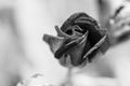Grayscale selective focus closeup shot of a rose