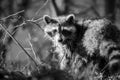 Grayscale selective focus shot of adorable Raccoon looking back at the camera in the woods