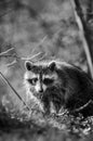 Grayscale selective focus shot of adorable Raccoon looking back at the camera in the woods
