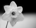 Grayscale selective focus shot of a daffodil