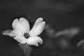 Grayscale selective focus shot of Liliaceae