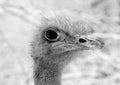 Grayscale selective focus shot of an ostrich head