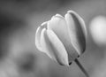 Grayscale selective focus shot of a tulip with stripes