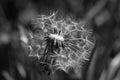 Grayscale selective focus shot of white dandelion head