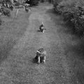 Grayscale selective focus of two basset hounds playing